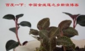永安金线莲