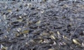 清流溪鱼