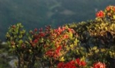建宁红花油茶