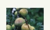 夏茂花柰