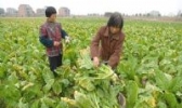 霞浦榨菜