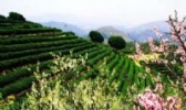 寿宁高山乌龙茶