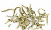 福鼎绿茶