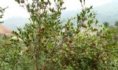 德化油茶