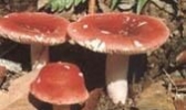 一都红菇