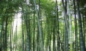 一都毛竹