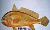 海田鸡