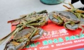 琅岐红蟳