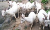 高山山羊