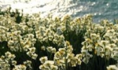 平潭水仙花