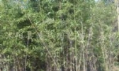 罗源霍口畲族乡香岭村紫竹