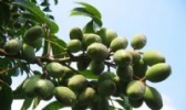 闽侯橄榄