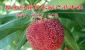 紫玉杨梅