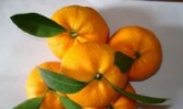 新余蜜桔