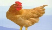 宁都三黄鸡