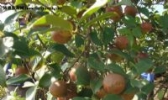 兴国油茶