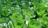 全南高山蔬菜