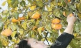 于都柿子