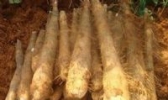 泰和竹篙薯
