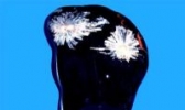 永丰天然菊花石