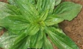 车前草