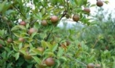 芦溪油茶