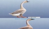 丰城灰鹅