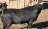 铜鼓黑山羊