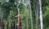 沩山竹笋