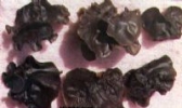 三爪仑黑木耳