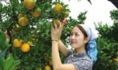 靖安椪柑