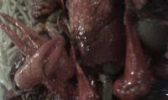 腐虾