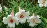 万载百合