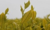 曹山黄茶