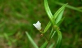 东乡白花蛇舌草