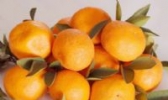 金溪蜜桔