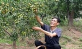 南城麻姑仙枣