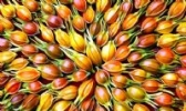金溪黄栀子
