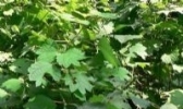 宜黄苎麻