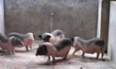 乐安花猪