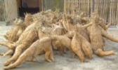 余江葛根