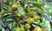 北山油茶