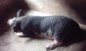 乐平花猪
