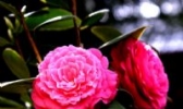 乐平茶花