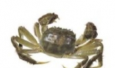 鄱阳湖大闸蟹