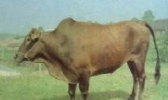 广丰牛