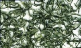 大鄣山茶