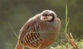 红石鸡