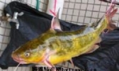 黄颊鱼