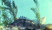 柘林湖鳜鱼